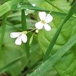 Arabidopsis halleri Blomma