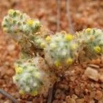 Lasiopogon muscoides Flor