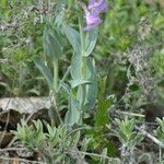 Penstemon secundiflorus Leaf