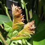 Calathea crotalifera പുഷ്പം