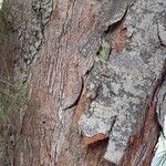 Casuarina equisetifolia Bark