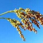 Panicum miliaceum 果実