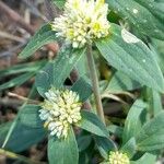 Gomphrena boliviana Flor