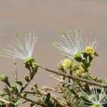 Maerua crassifolia Blodyn