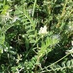 Astragalus hamosus Leaf