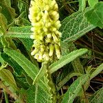 Pterocaulon alopecuroides Flor