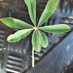 Lupinus albus Hoja