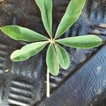 Lupinus albus Leaf