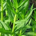 Gratiola officinalis Fuelha