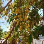 Cassia fistula Flor