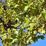 Platanus x hispanica Folha