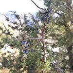 Juniperus communis Φύλλο