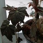 Begonia heracleifolia 叶