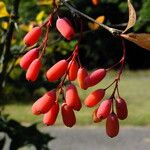 Berberis vulgaris Плід