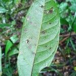 Talisia macrophylla Φύλλο