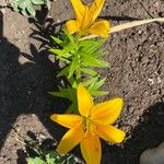 Lilium lancifoliumFlower