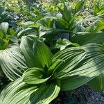 Veratrum nigrum 葉