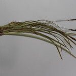 Carex esenbeckii 其他