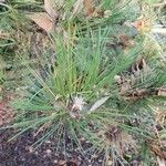 Pinus rigida पत्ता