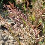 Catapodium rigidum Hábito
