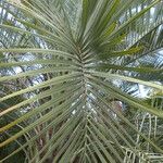 Butia capitata Leaf