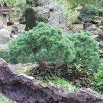 Juniperus chinensis Folha