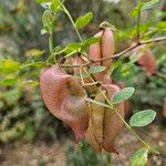 Colutea arborescens Fruit