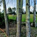 Populus × canescens Corteccia