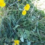 Crepis vesicariaFlower