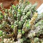 Euphorbia celata