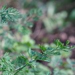 Selinum carvifolium Leaf