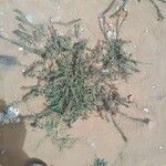 Echium angustifolium Leaf