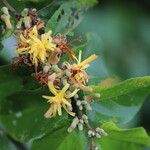 Grewia carpinifolia Flor