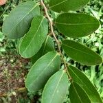 Capparis flexuosa Leaf