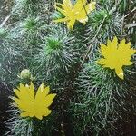 Adonis vernalis ശീലം