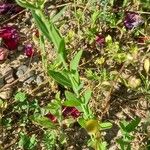 Linum grandiflorum Blatt