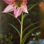 Lilium oxypetalum