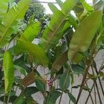 Heliconia latispatha Hoja