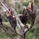 Syringa vulgaris Fruchs