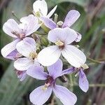 Diplotaxis erucoides Цветок