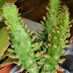 Opuntia monacantha List