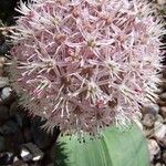 Allium karataviense Flower