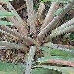 Encephalartos pterogonus बार्क (छाल)