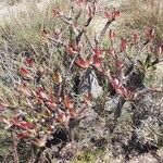 Pachypodium rosulatum Habit