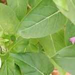 Mirabilis jalapa Fuelha