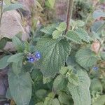 Anchusa thessala Цветок