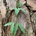 Bignonia capreolata Leht