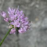 Allium lusitanicum Blüte
