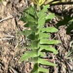 Balsamorhiza hookeri Foglia