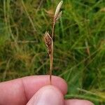 Carex sempervirens Vrucht